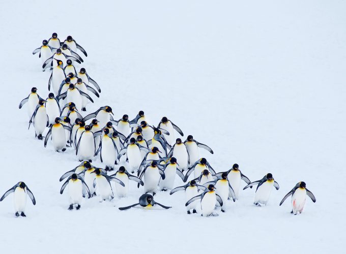 Wallpaper penguins, snow, winter, 4k, Animals 4445111226